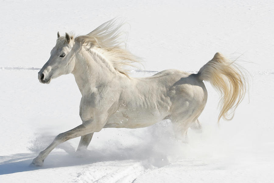 White Horse Running Free In Snow And Photograph by Catnap72