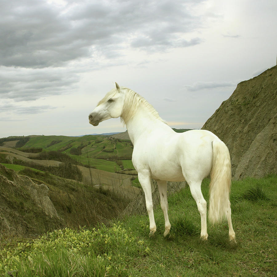 White Horse Standing On Edge Of Cliff Photograph by Christiana Stawski