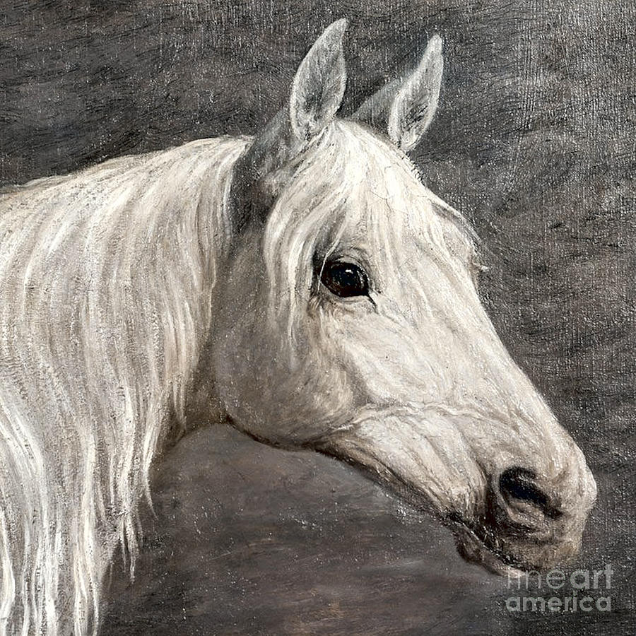 White Horse Digital Art by Steven Parker