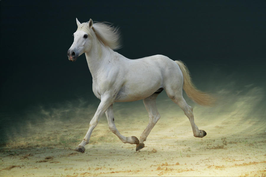 White Horse Trotting On Sand Photograph by Christiana Stawski
