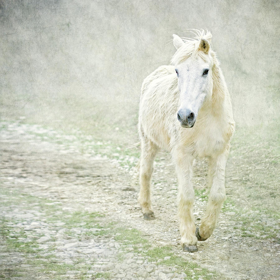 White Horse Walking Along Stony Path Photograph by Christiana Stawski