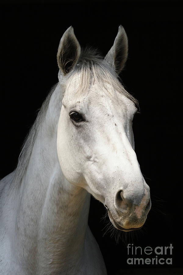 White Horse Photograph by Winhorse