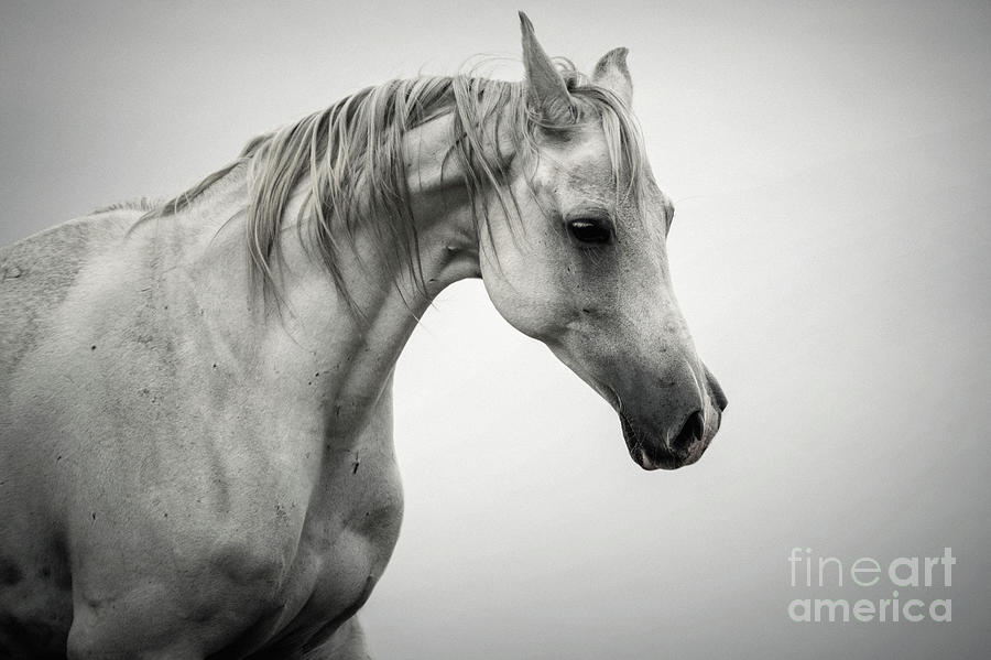 White Horse Winter Mist Portrait Photograph by Dimitar Hristov