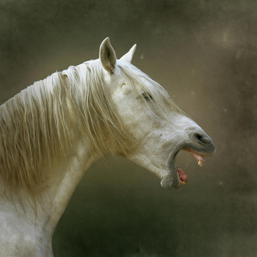 White Horse Yawning Photograph by Christiana Stawski
