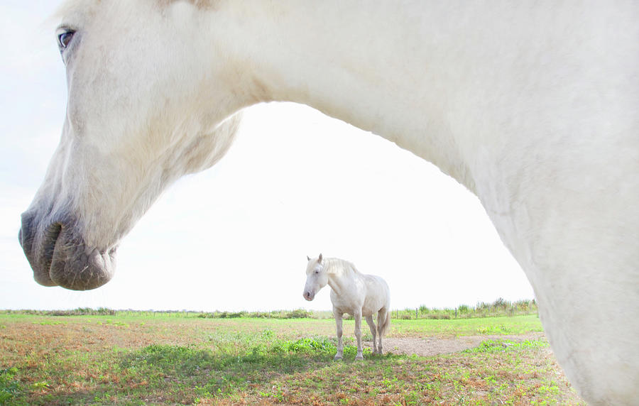 White Horses Photograph by Grant Faint