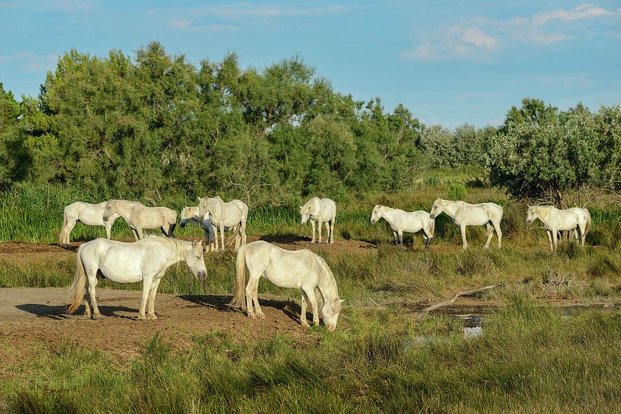 White Horses Grazing Digital Art by Heeb Photos