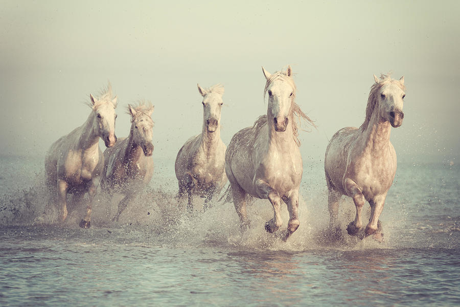 Animal Photograph - White Horses Run Gallop In Water by Larysa Uhryn