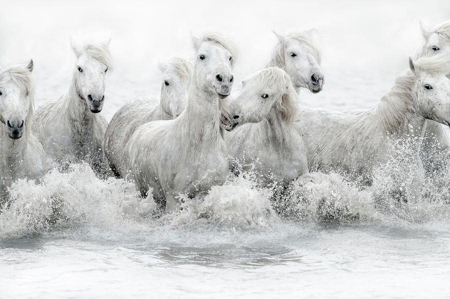 White Horse Splashing Water Women's Long Sleeve Tee Animal Wild