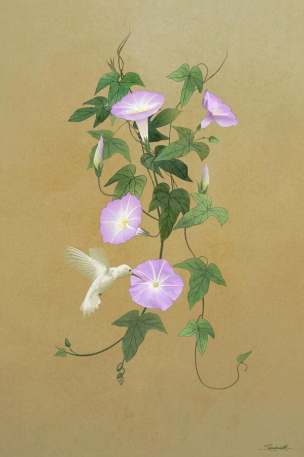 White Hummingbird and Morning Glory Vine Digital Art by M Spadecaller