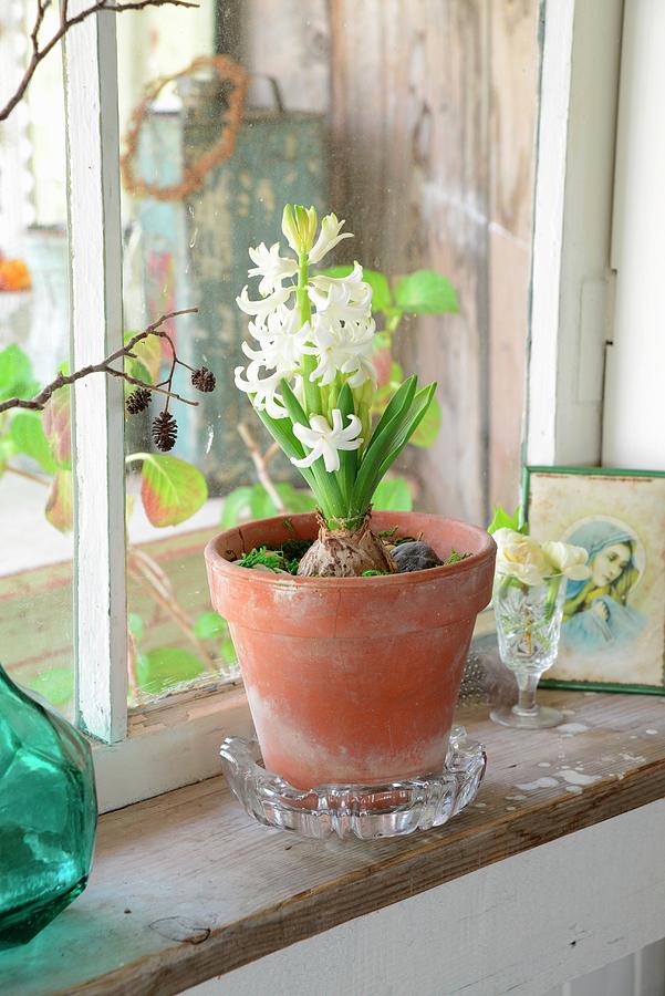 White Hyacinth In Terracotta Pot On Vintage Windowsill In Rustic Surroundings Photograph by Revier 51