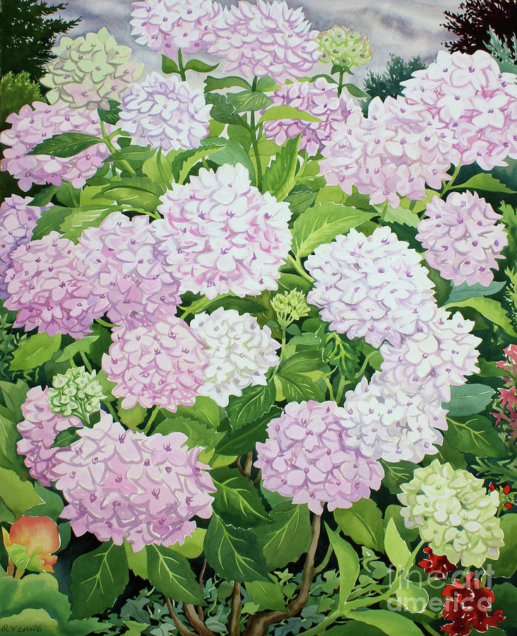 White Hydrangea Painting by Christopher Ryland
