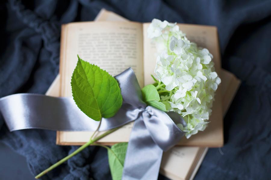 White Hydrangea Flower With Ribbon On Open Book Photograph by Alicja Koll
