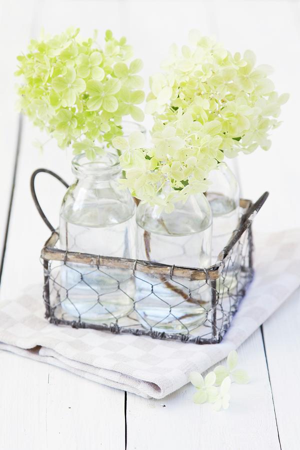 White Hydrangea Flowers In Bottles Of Water In Wire Basket Photograph by Catja Vedder
