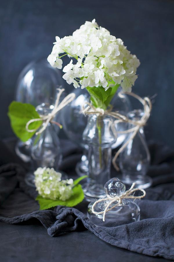 White Hydrangea Flowers In Glass Vases Photograph by Alicja Koll
