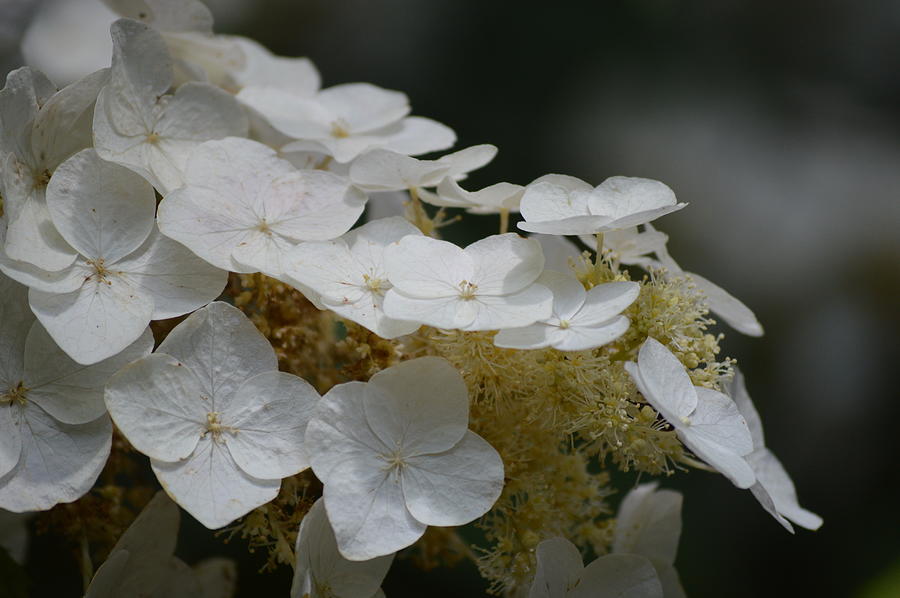 White Hydrangea Petals Photograph