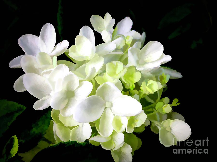 White Hydrangea Photograph - White Hydrangea With Black Background by Debra Lynch White Hydrangea Photograph - White Hydrangea With Black Background by Debra Lynch