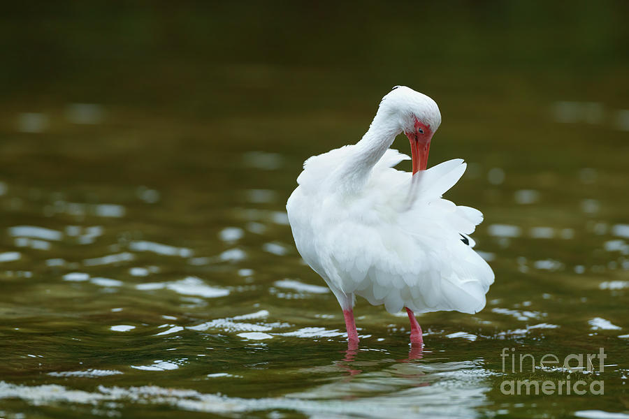 White Ibis by Beve Brown-Clark Photography White Ibis by Beve Brown-Clark Photography
