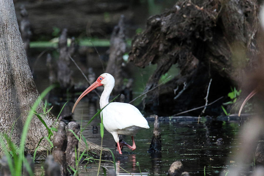 White Ibis Photograph by Brook Burling - Fine Art America