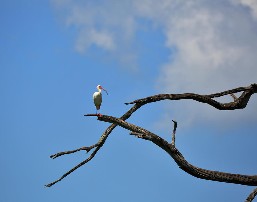 White Ibis Eudocimus Albus Photograph by Louise Heusinkveld