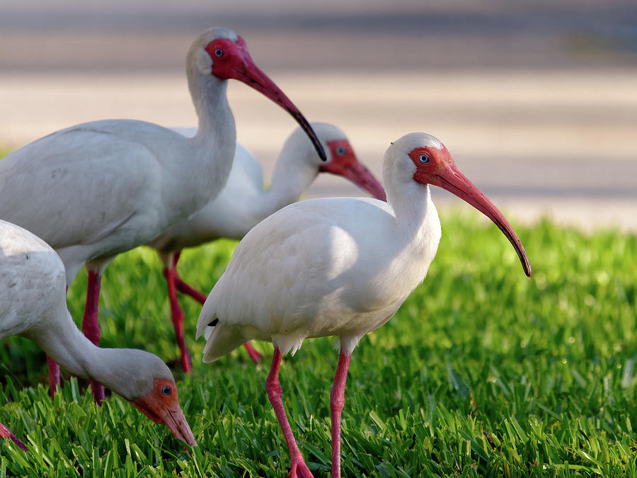 White Ibis Group On Grass Photograph by Jill Nightingale - Pixels