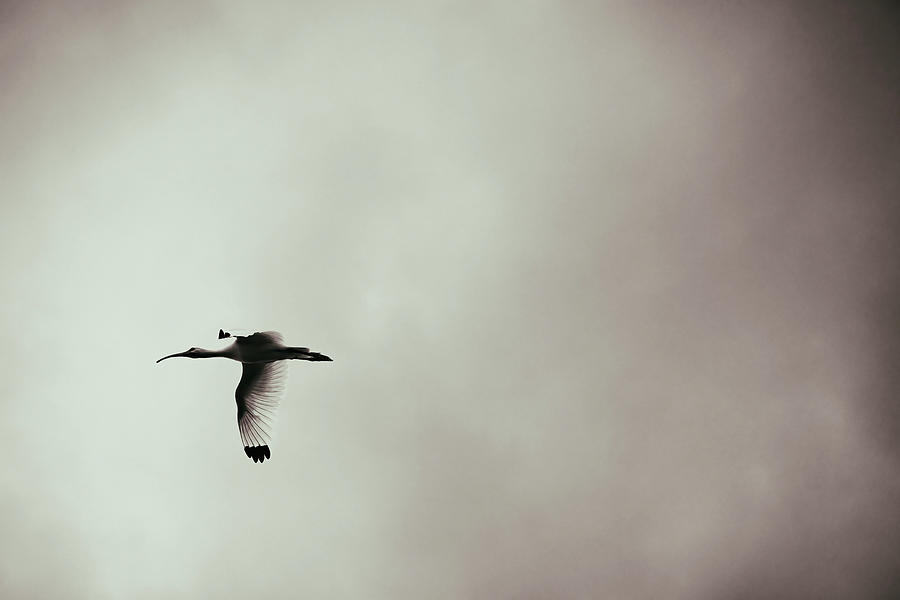 White Ibis In Flight Digital Art by Laura Diez