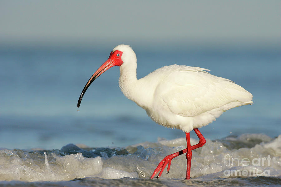 White Ibis by Manuel Presti/science Photo Library