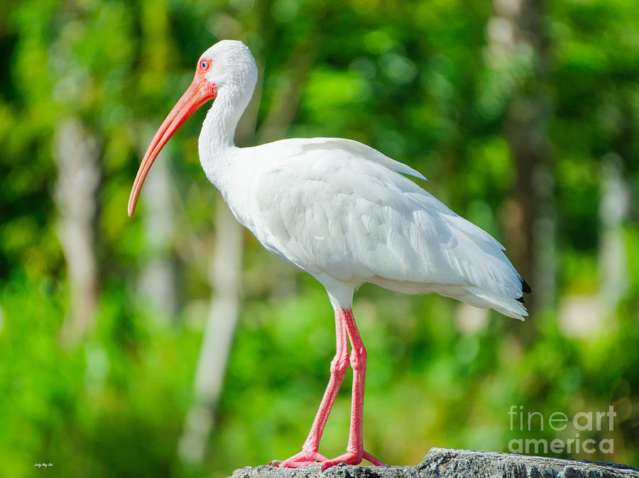White Ibis on the Rocks Photograph by Judy Kay