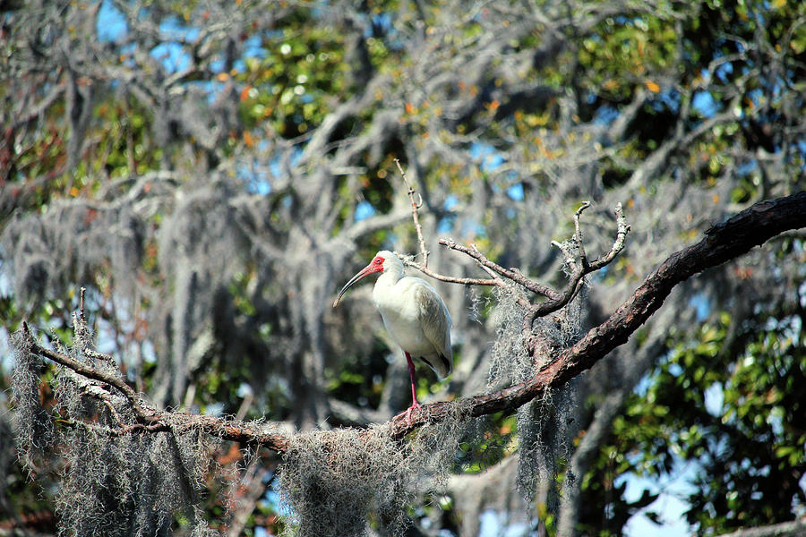 White Ibis Perched In A Tree Photograph by Cynthia Guinn