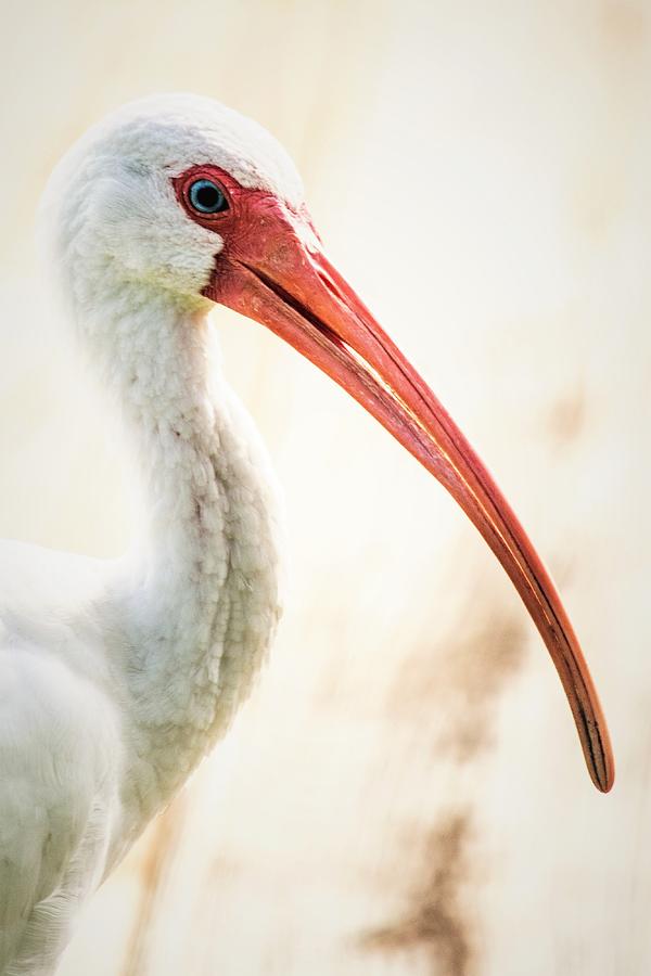 White Ibis Portrait - Vertical Photograph by Mary Ann Artz