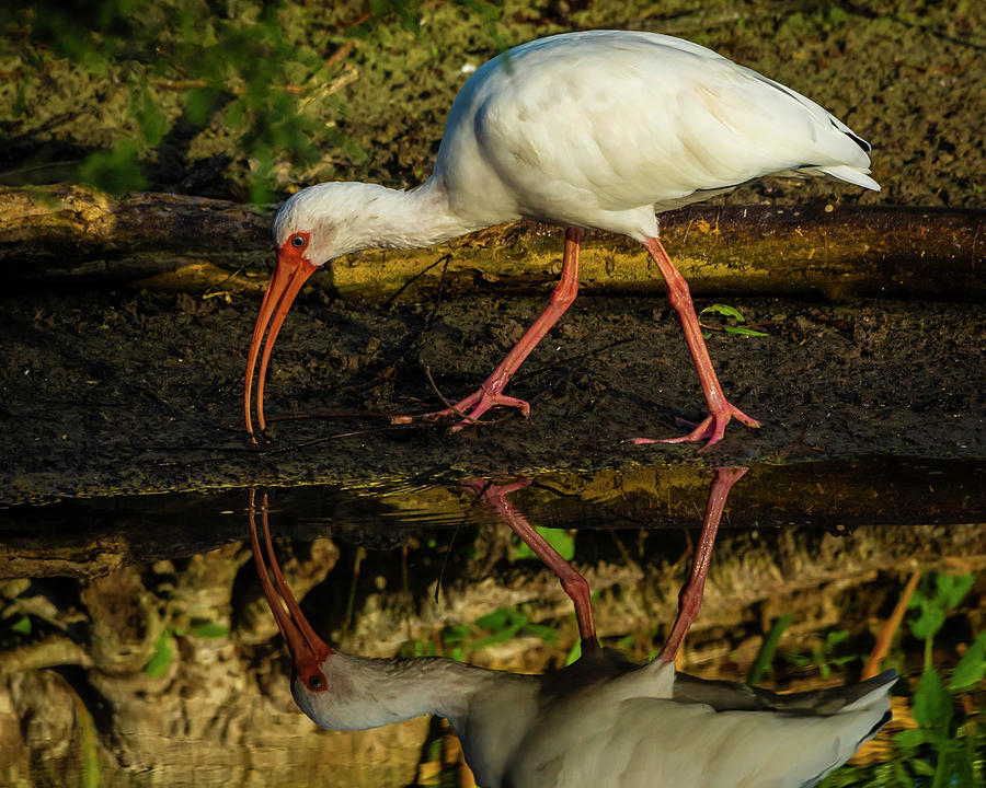 White Ibis Photograph by Ray Silva