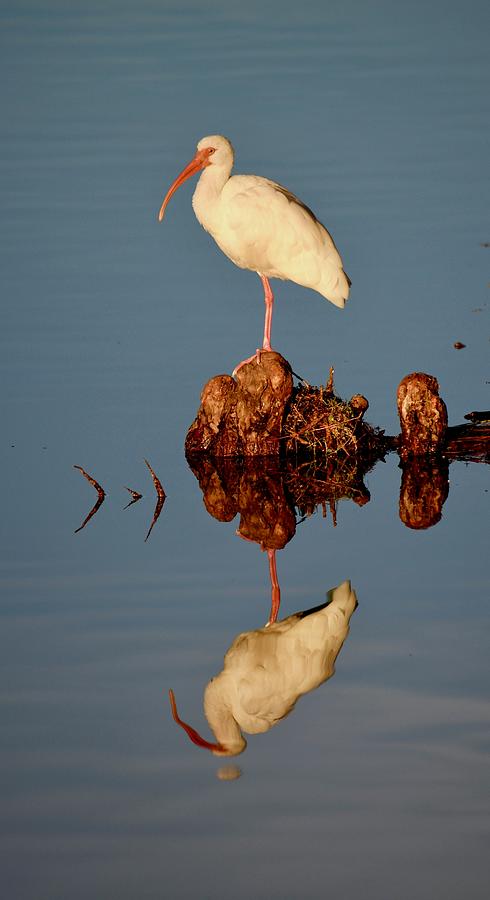 White Ibis Reflecting  Photograph by Richard Bryce and Family