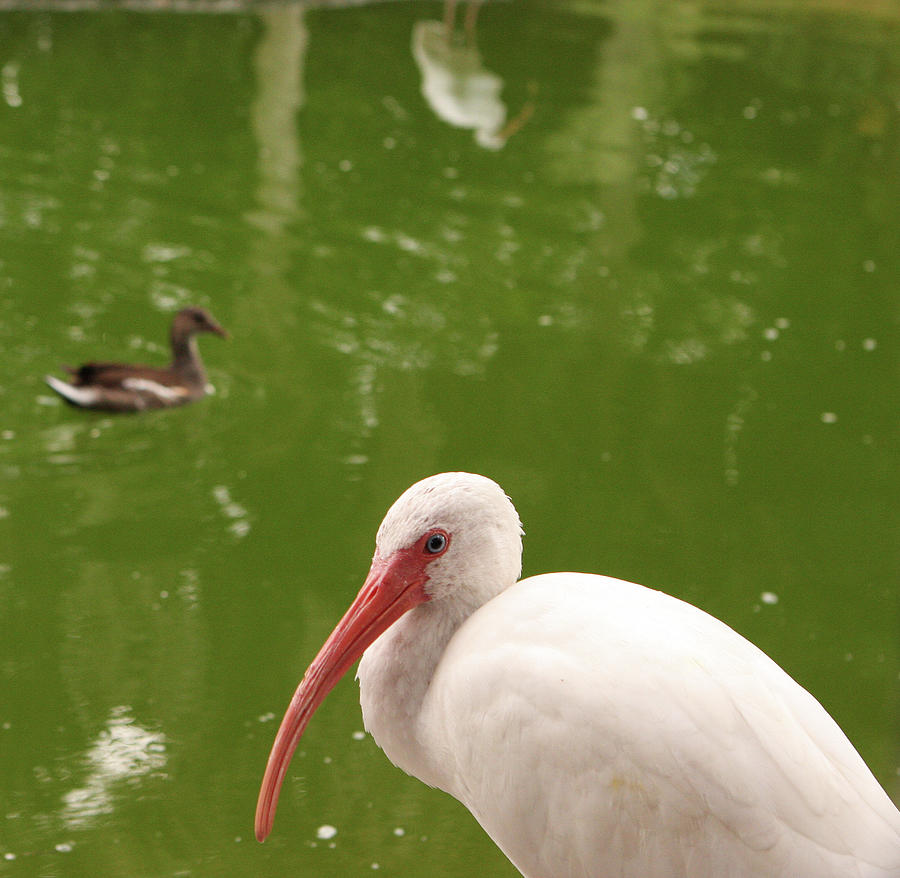 White Ibis Resting In Front Of A Pond Photograph by Fyza Hashim