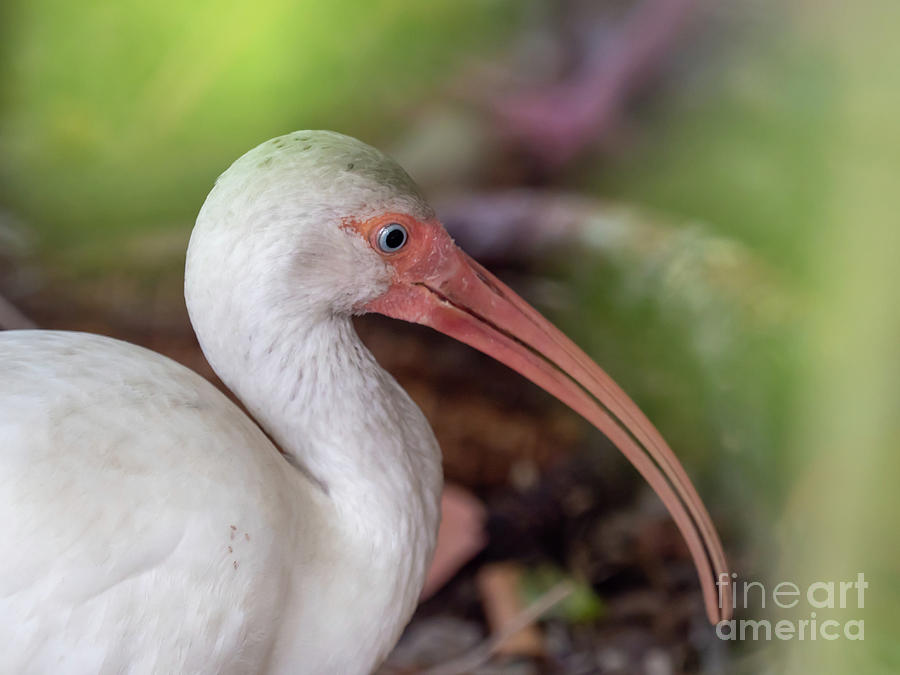 White Ibis Drawing by Scott and Dixie Wiley
