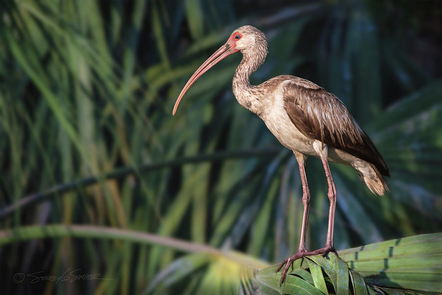 White Ibis Photograph by Stacey Sather