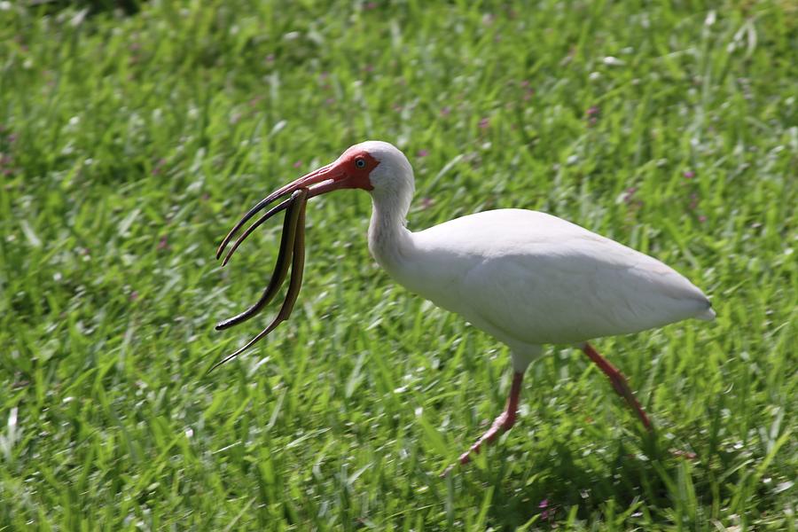 White Ibis With a Snake in His Mouth Photograph by Philip And Robbie Bracco