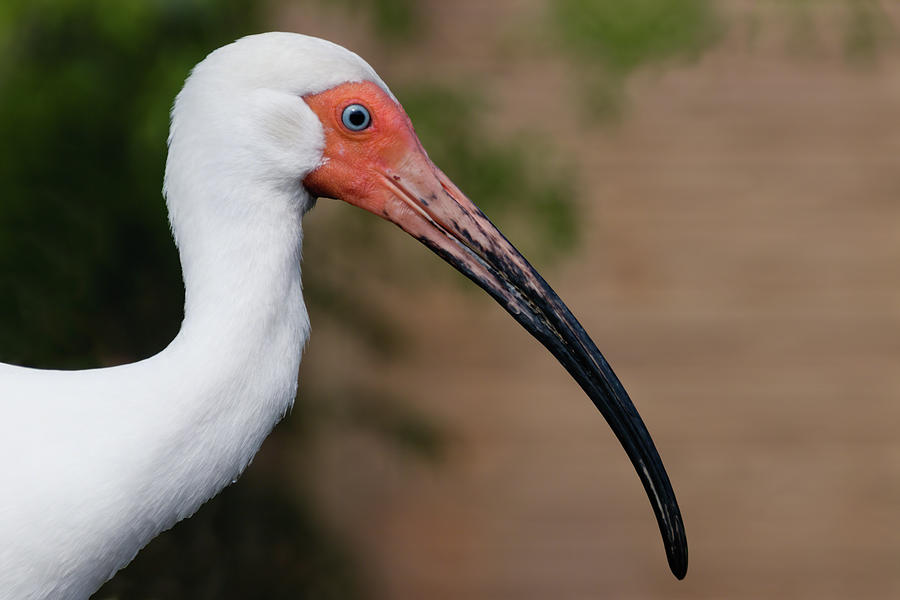 White Ibis with Muddy Beak Photograph by Dawn Currie