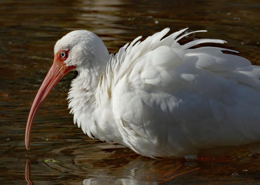 White Ibis with Ruffled Feathers Photograph by Margaret Zabor