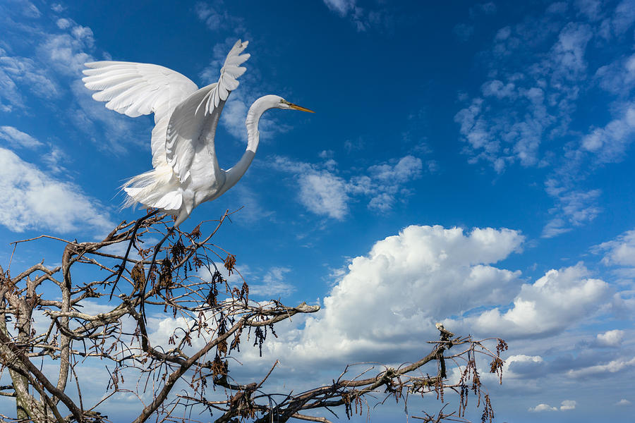 Egret Photograph - White In Flight by Ed Esposito