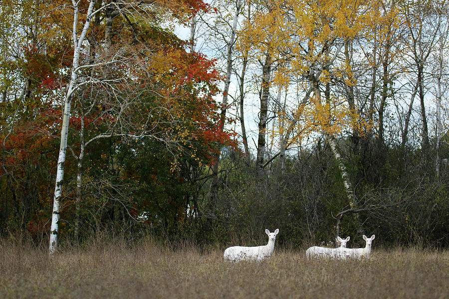 White in the Autumn Woods Photograph by Brook Burling