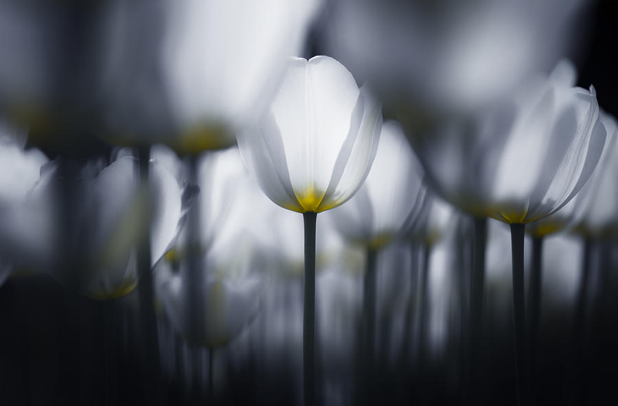 Tulip Photograph - White In White by Takashi Suzuki