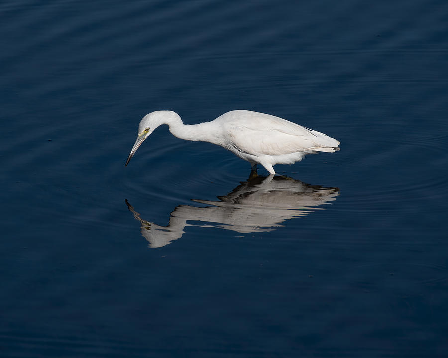 Animal Photograph - White Into Blue by Jon W Wallach