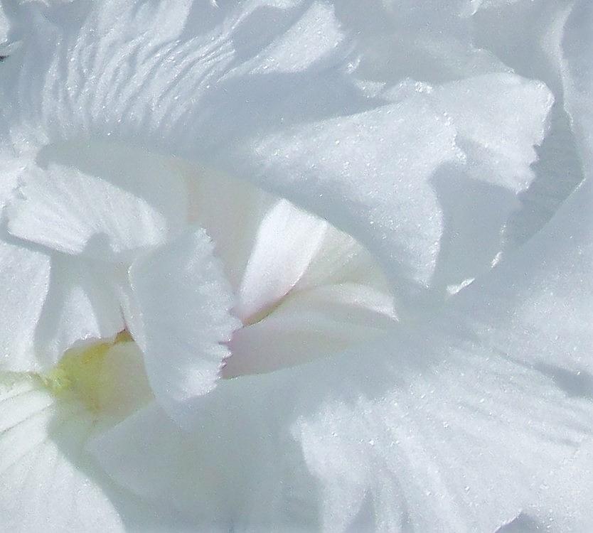 White Iris Abstract Photograph