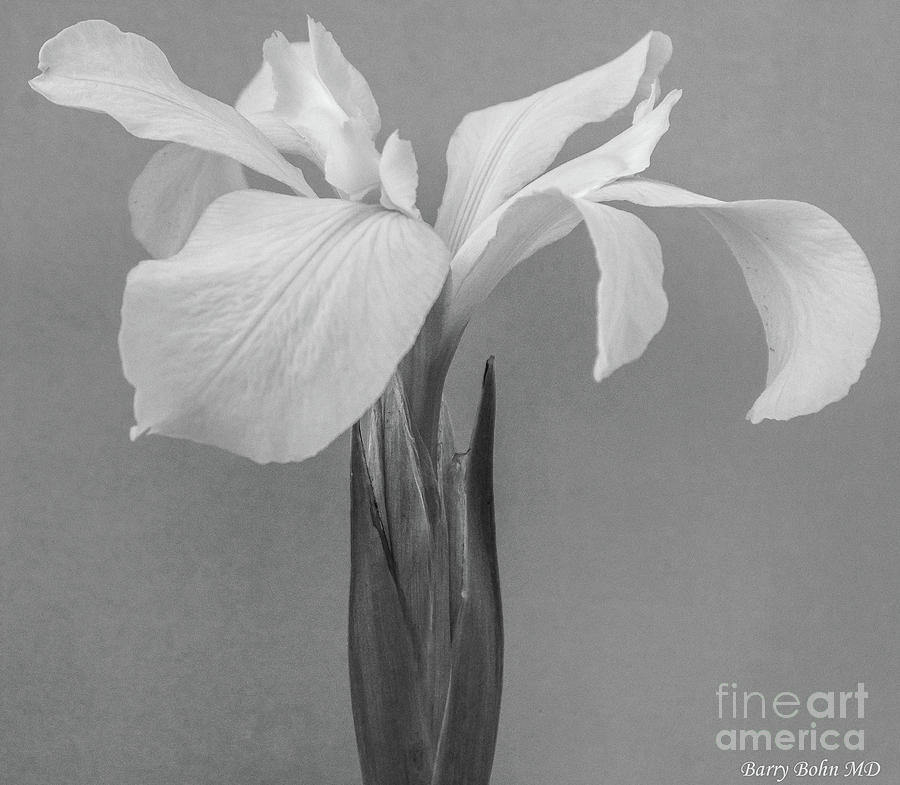 White iris Photograph by Barry Bohn