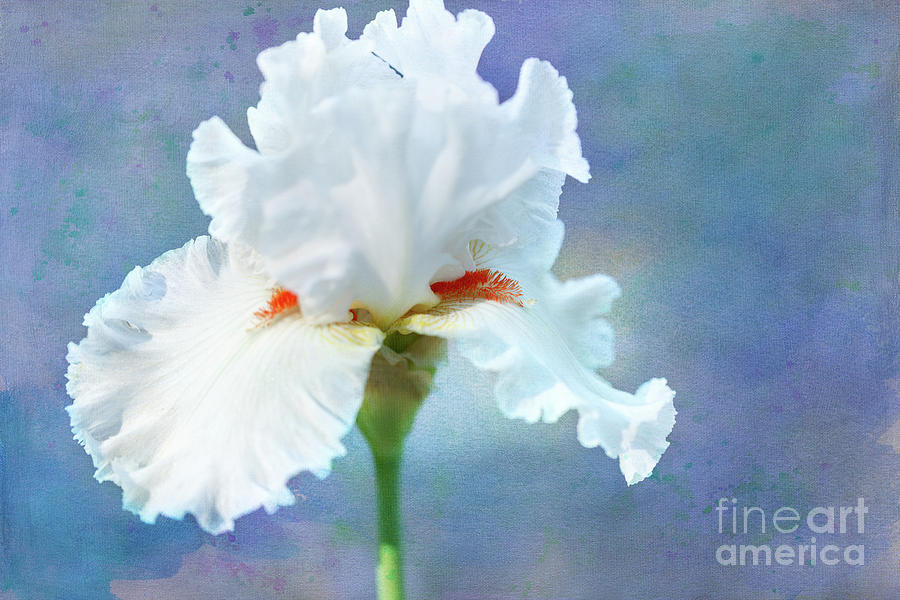 White Iris by Beve Brown-Clark Photography White Iris by Beve Brown-Clark Photography