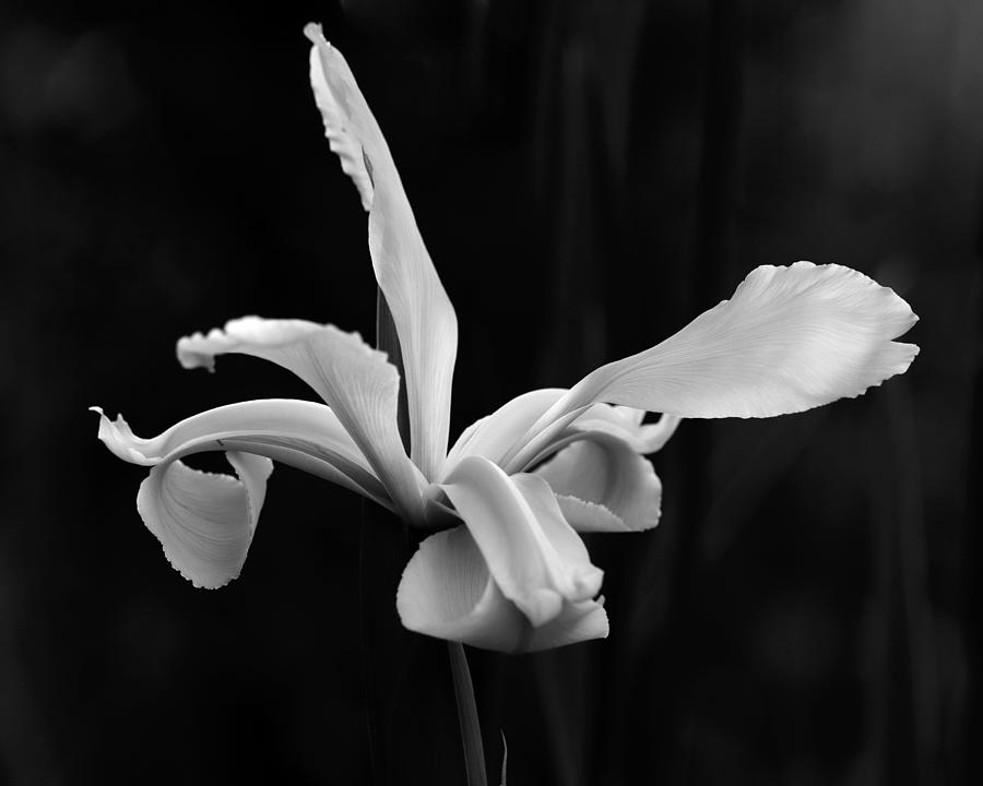 White iris Elegance Photograph by Iina Van Lawick