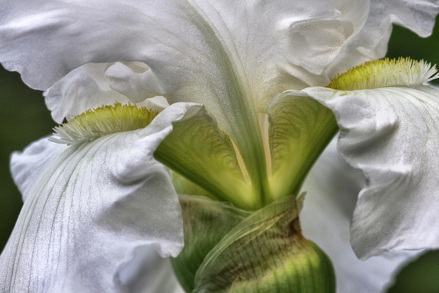 White Iris Photograph by Evie Carrier