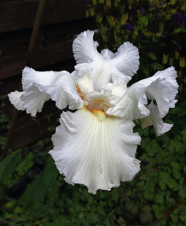 White Iris Photograph by Jeff Townsend