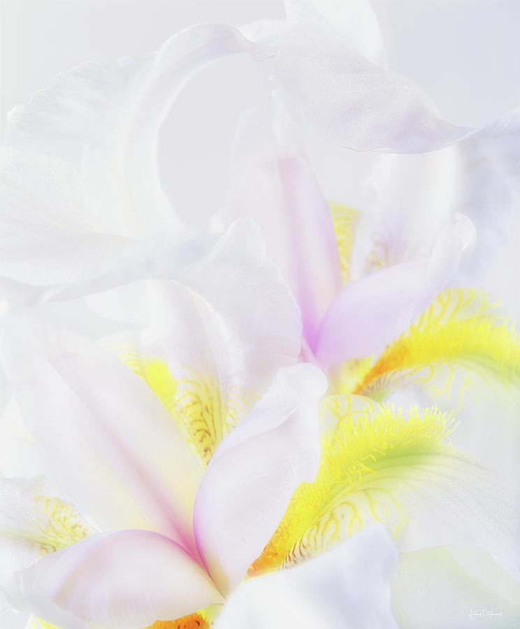 White Iris Photograph by Leland D Howard