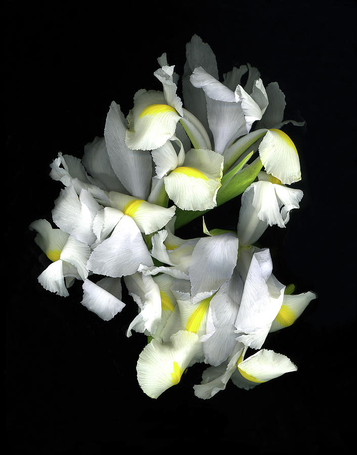 White Iris Painting - White Iris by Susan S. Barmon