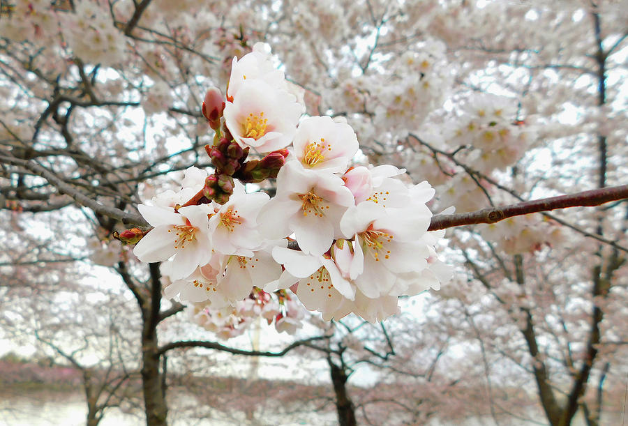 White Japanese Cherry Blossoms in DC Photograph by Emmy Marie Vickers